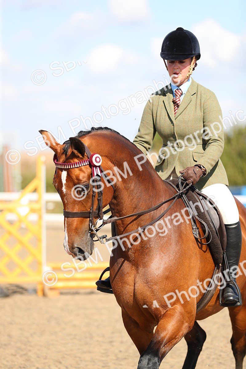 SBM_02353 - Class 43 Ridden Competition Horse/Pony