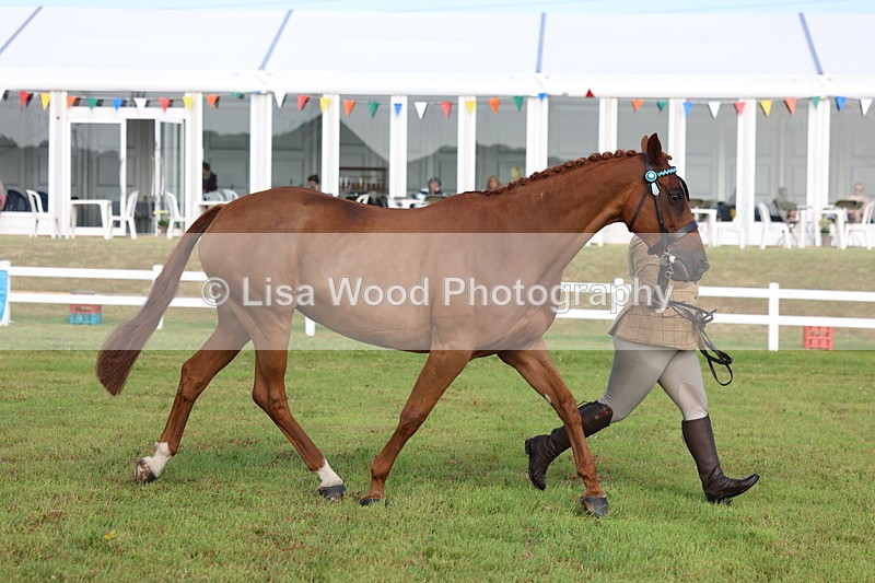 3E7A8366 - Class 2: Rising Star Large Hack/Riding Horse