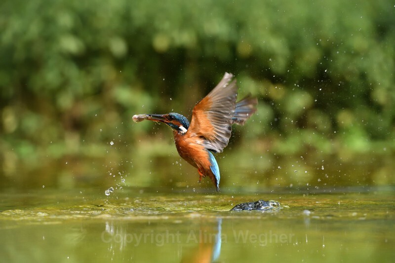  - Kingfishers