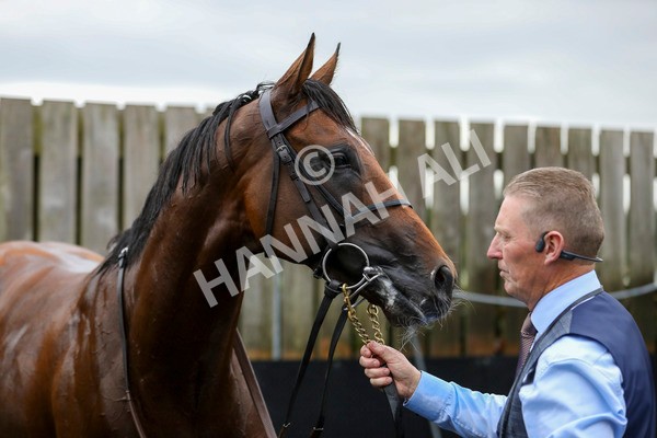 210824-Race 4-City Of Troy-7379 - Race 4 3.35pm Juddmonte International Stakes
