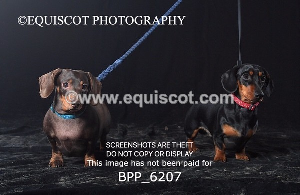 BPP_6207 - LESLEY GRANGER DOGS