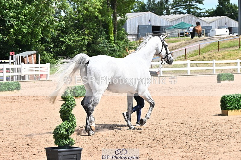 240718A-105248-01186 - Trot Up 12pm to 1pm