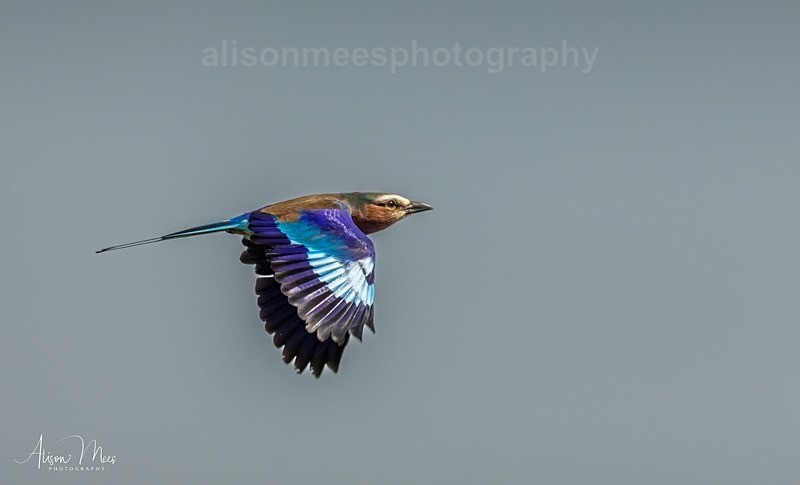  - Birds