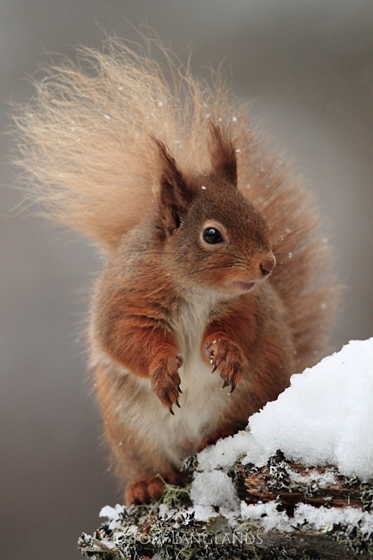 Red Squirrel - Red Squirrels