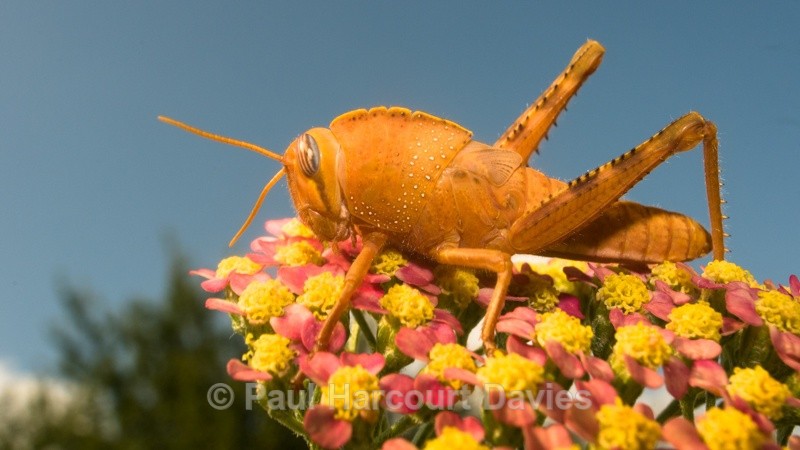  - Bugs: Wide-angle