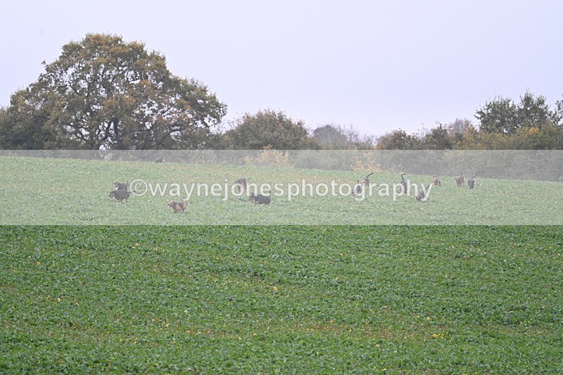 WJ7_8875 - Camera 1 only on this line