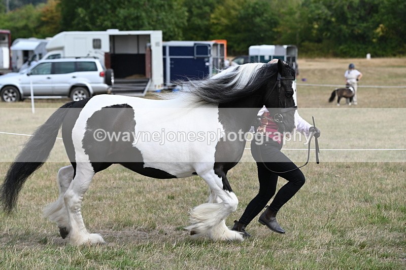 WJ6_6528 - Class 20 In-hand Cob
