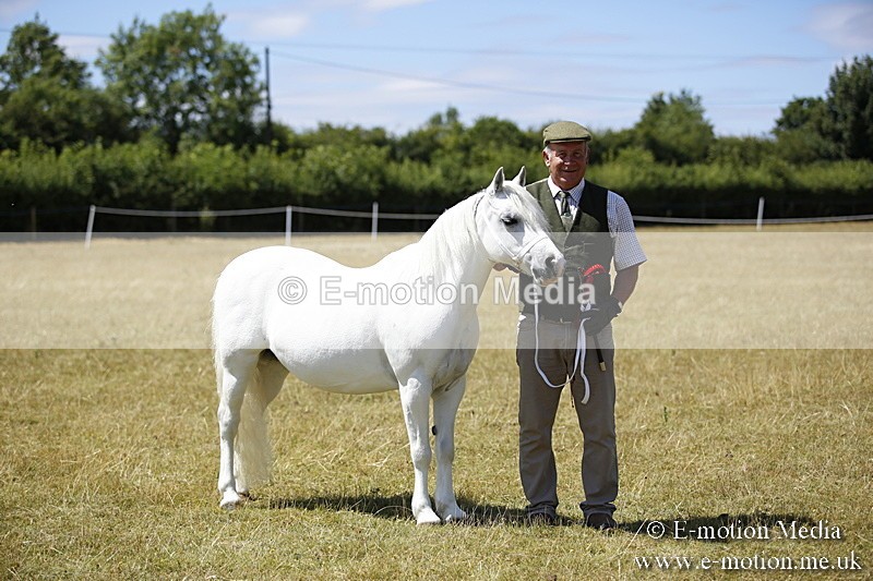 _C7A0181 - In Hand Championship BVRC Show 2018