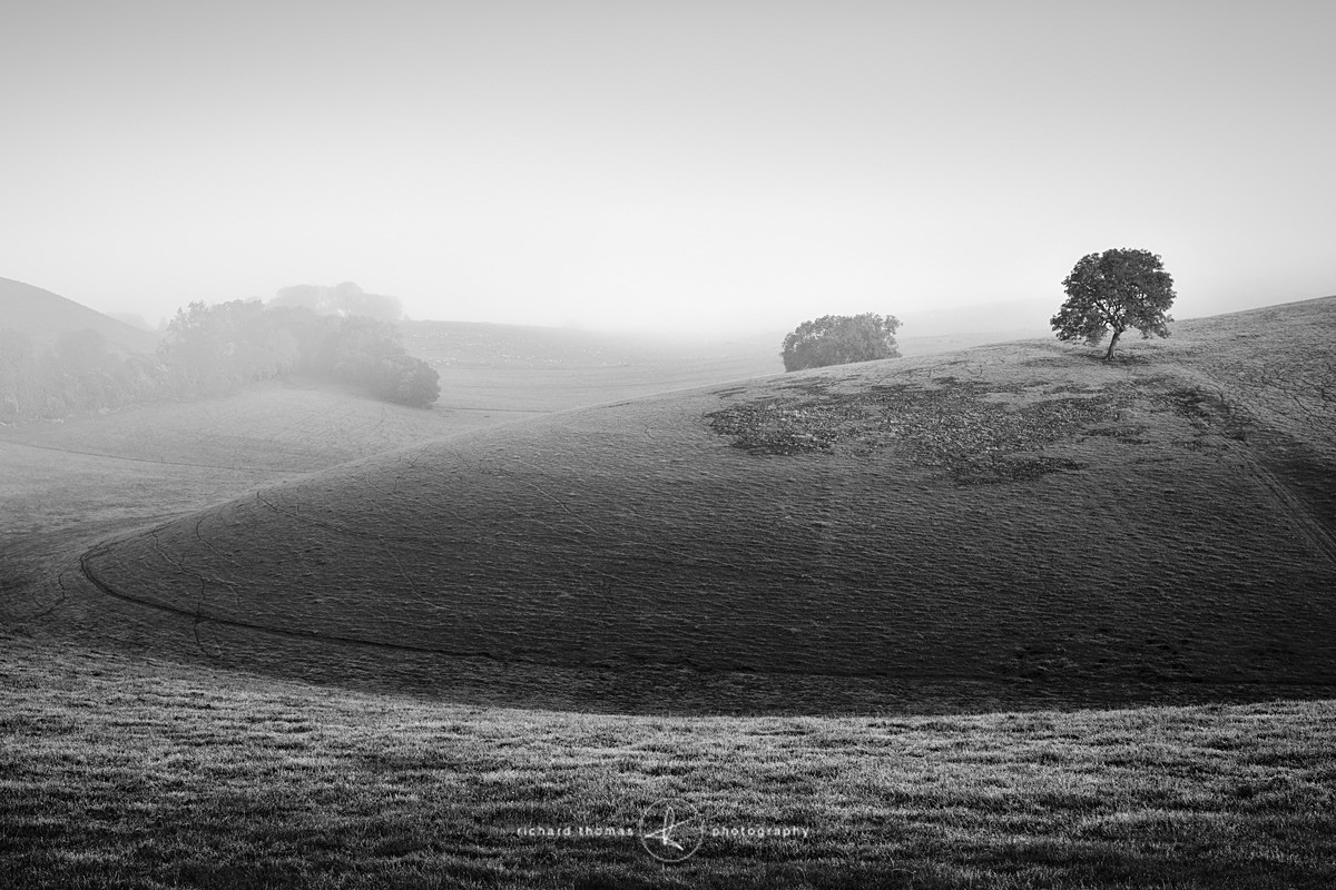 Over and Above - Mono Mist Trees