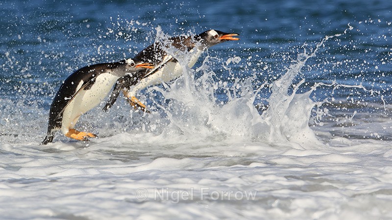 Gentoos jumping out of sea, Sea Lion Island, Falklands - Gentoo Penguin