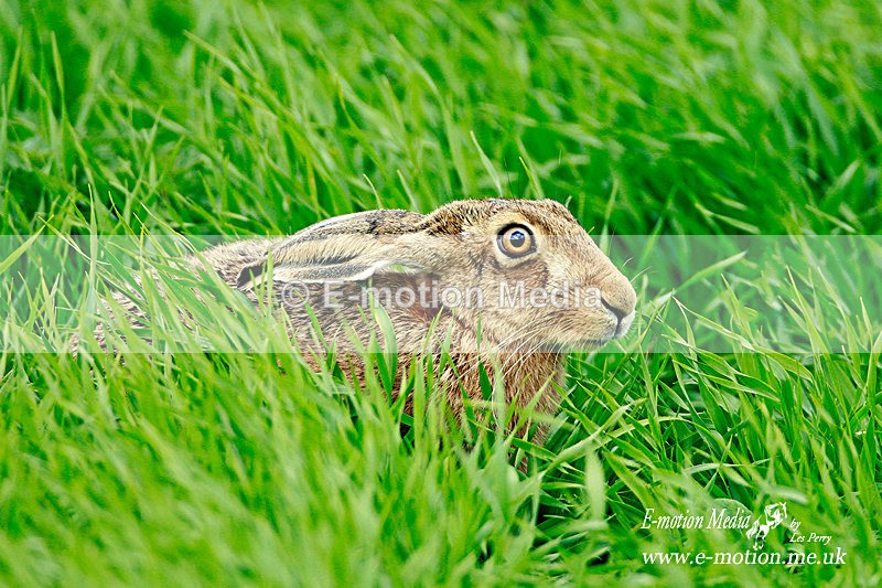 Hare 150613 13 - Nature