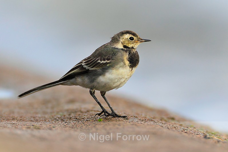 Juvenile Pied (White) Wagtail on the ground