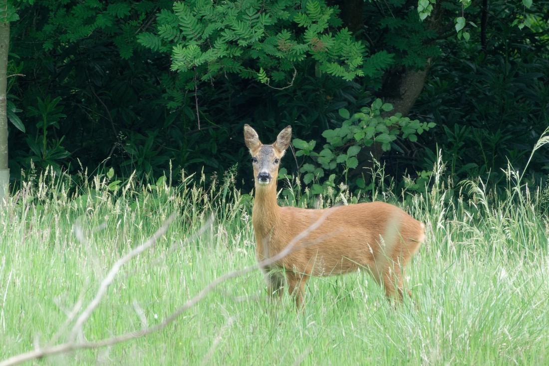 Fife_Roe Deer 0025 - Isle of May and Fife