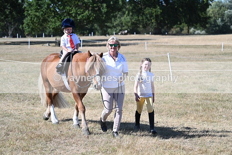 WJ7_1756 - Class 42 Most Handsome Gelding