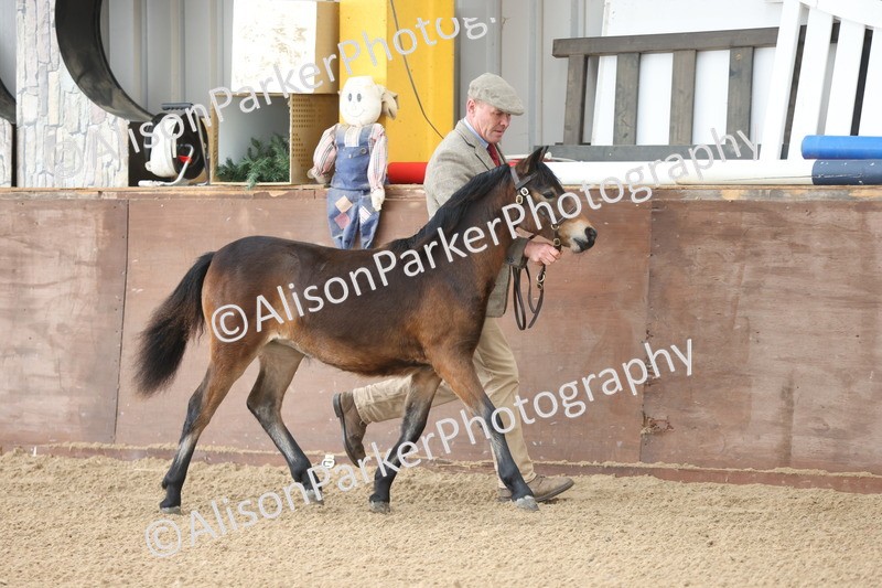 20251109-0471 - Class 17 - Foals