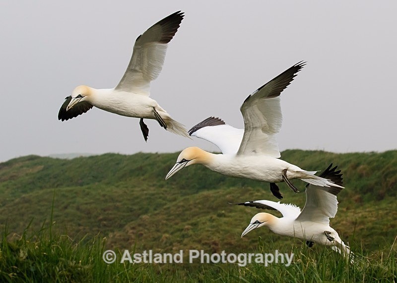 Astland Photography, Bird and Wildlife Images, Susan and Peter Wilson, U.K.