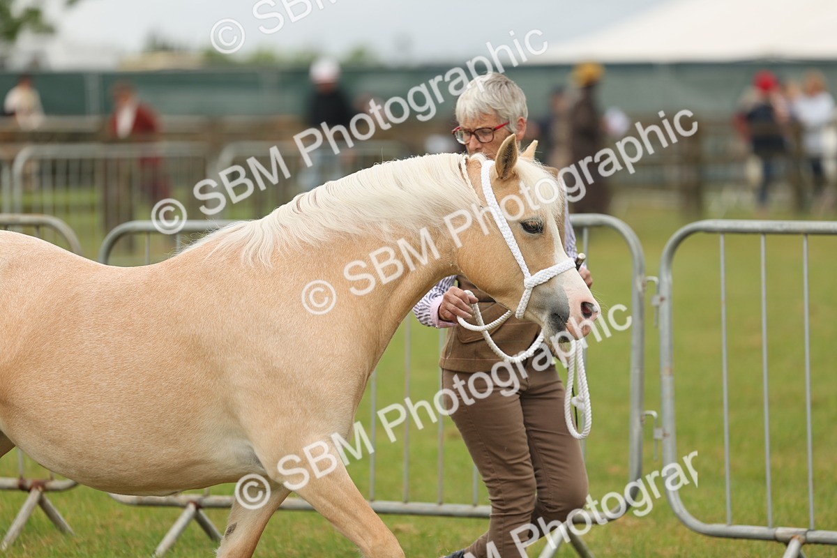 SBM_01438 - Class 50-57 - M&M Welsh Pony In Hand