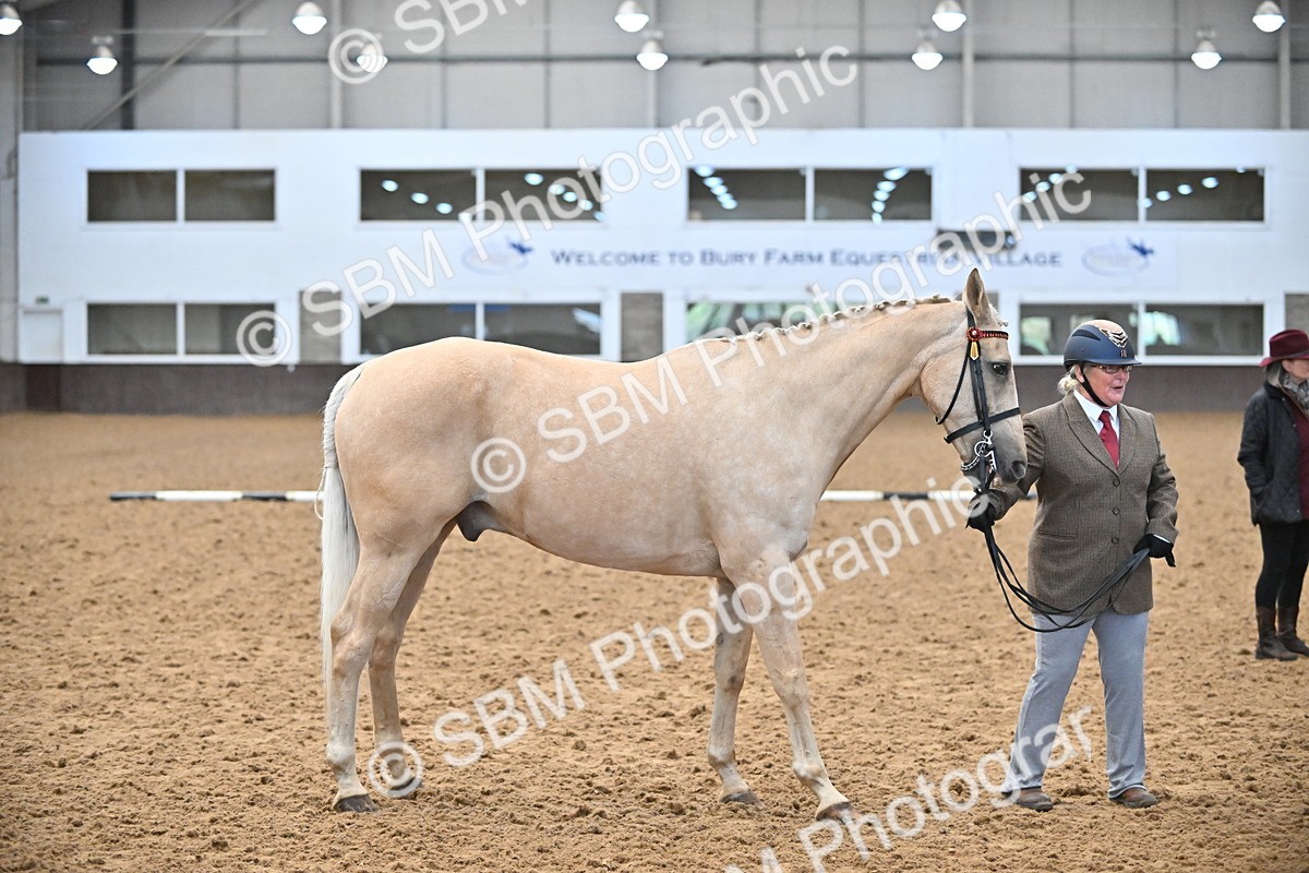 EB7_8420 - Class 3 - In Hand Foreign Breeds & Warmbloods