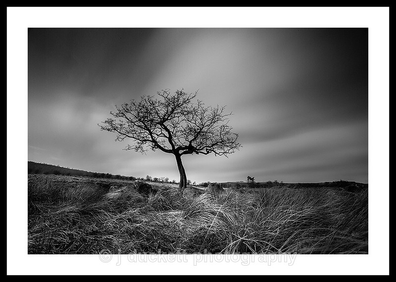 Lone Tree in the Peak District