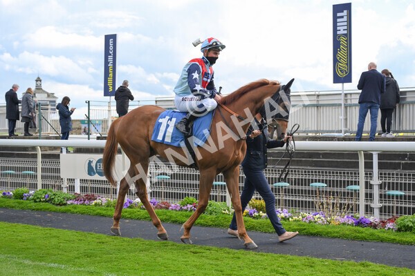 yr22052021r7-25 - Race 7 5.25pm Hudson Quarter York Palace Capital Stakes - Gentleman Amateur Riders Race