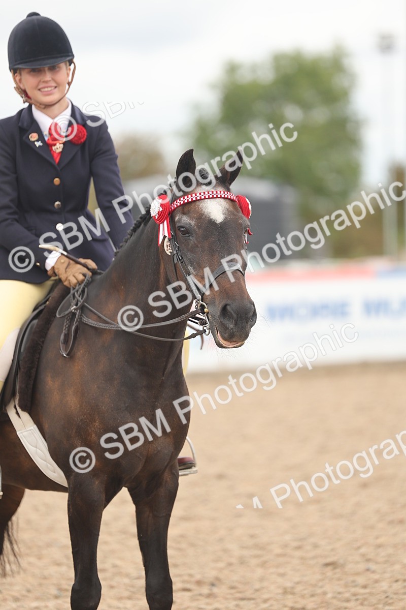 SBM_16046 - Class 311 - Ridden Show pony-Show hunter Pony