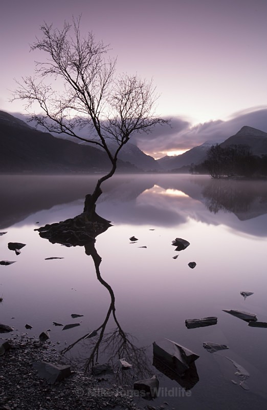 Lone tree, Llyn Padarn, Llanberis, North Wales - ANGLESEY @ NORTH WALES LANDSCAPE PHOTOGRAPHY
