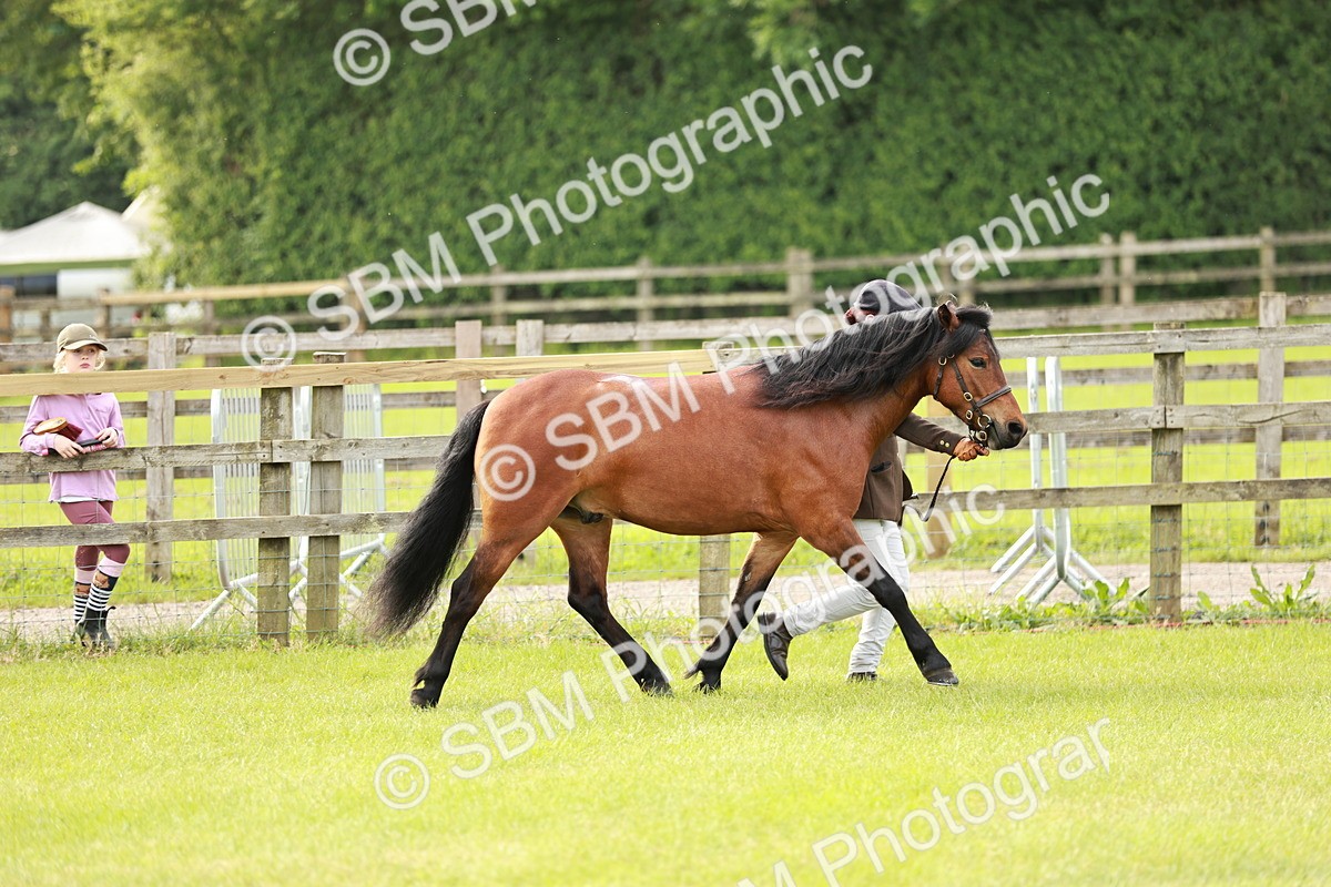 SBM_00431 - Class 14-23 - Mountain & Moorland In Hand Non Welsh