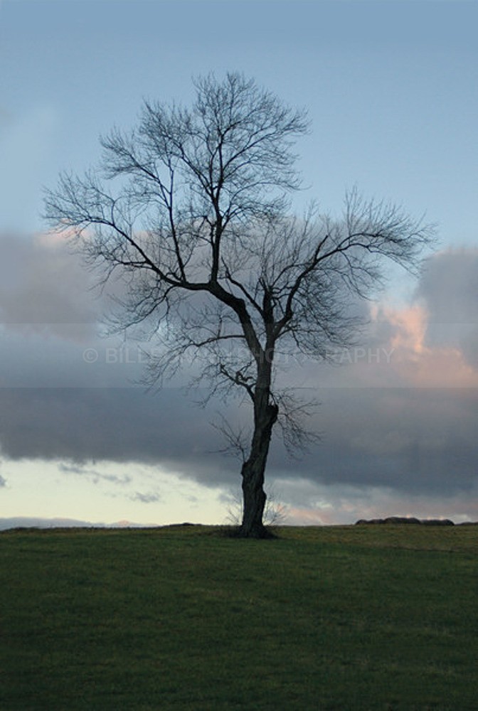 TheTree2007Layer150015 - Trees