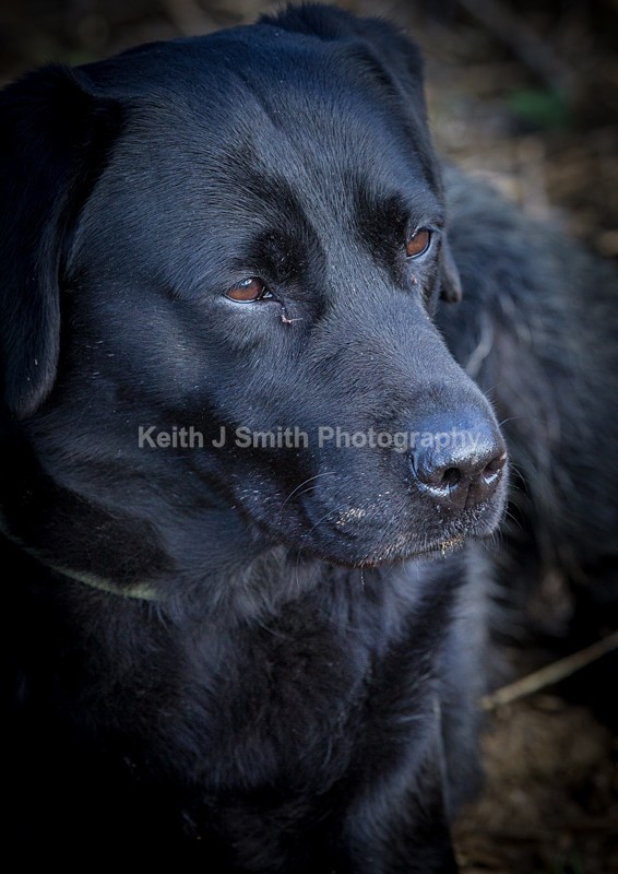 KJS_9489 - Elton Hall Estate. Shoot day.