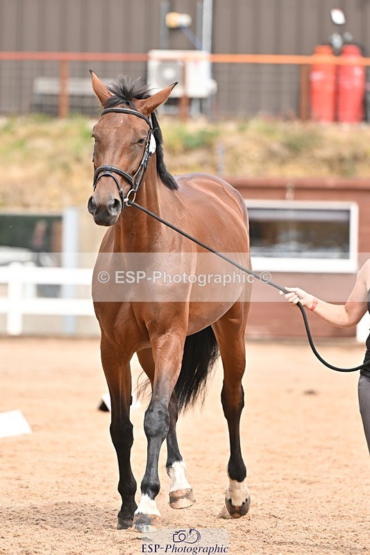 250716-154027-02106 - Trot Up 3.30 to 4.30