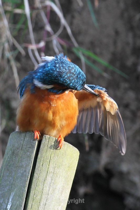  - Kingfishers