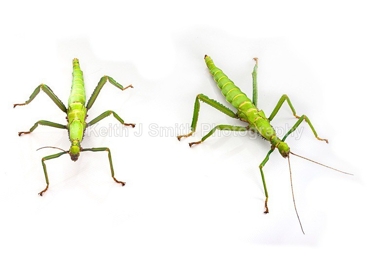 7SKJ4126 - Roaming Reptile Show III