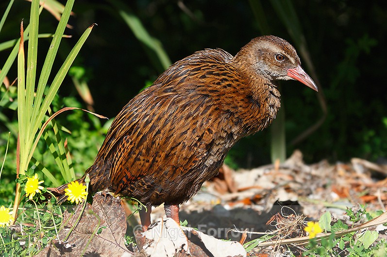 Weka lurking in a bush - Weka