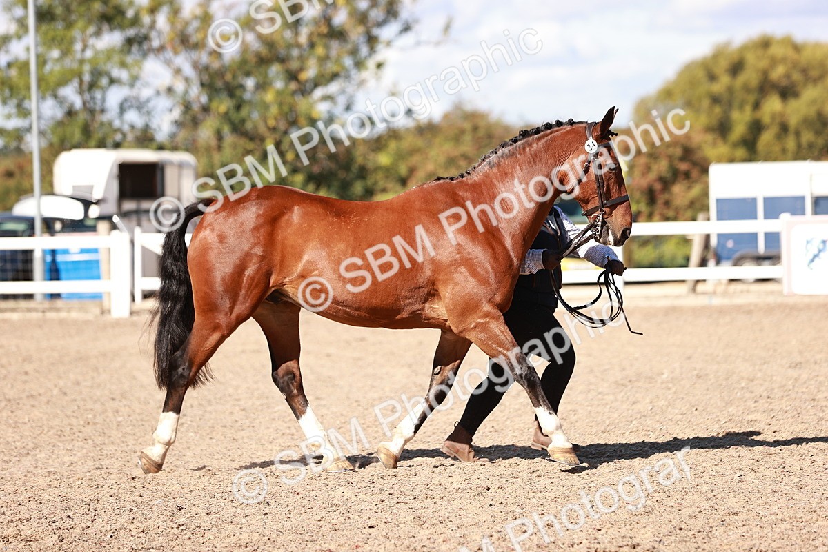 SBM_13307 - class 406 - IH Hunter