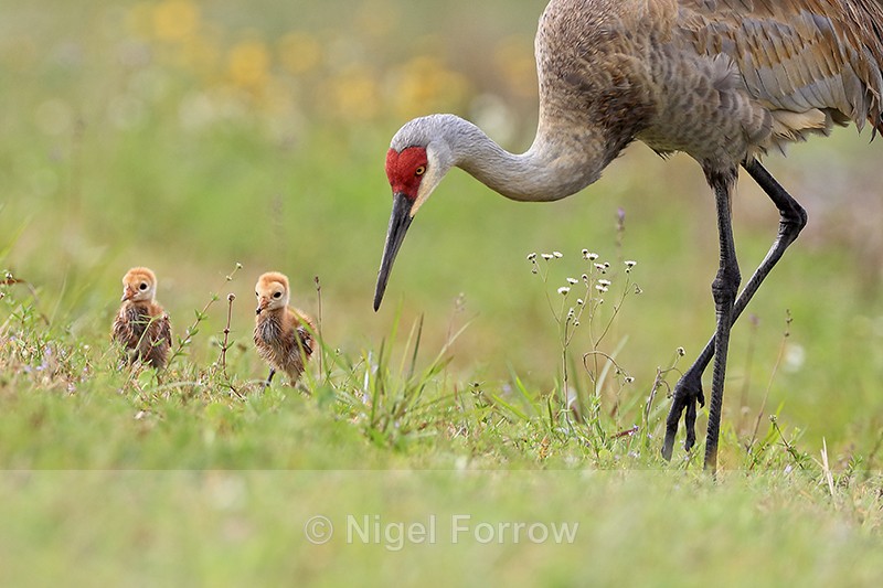 Sandhill Crane (adult & two chicks), Harns Marsh, Florida - Sandhill Crane