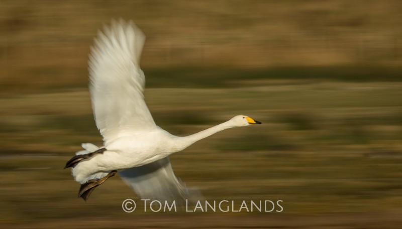 Whooper Swan - Swans and Geese