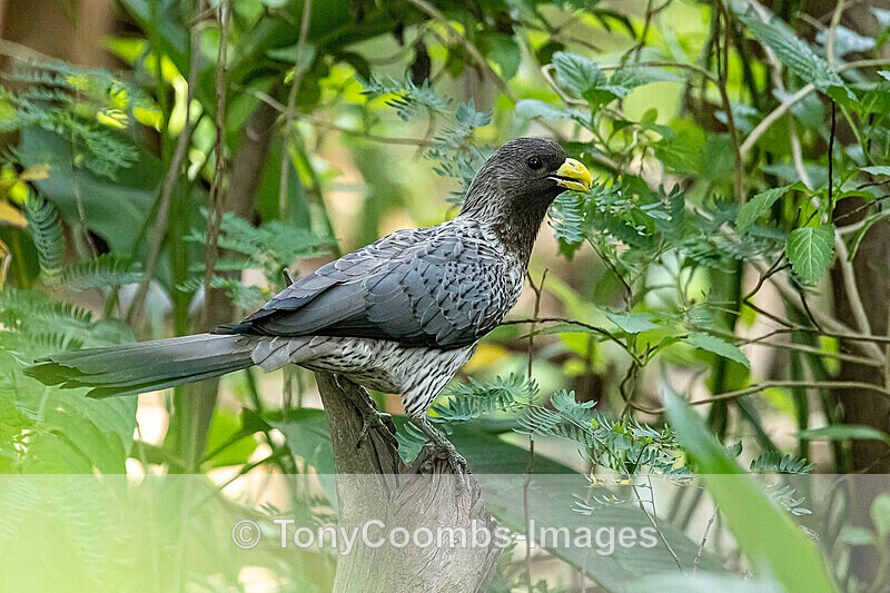 Plantain Eater - The Gambia