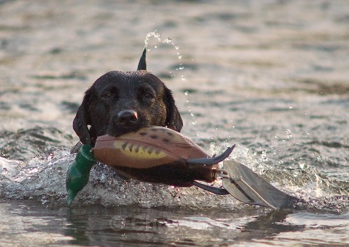 29 - Heney Gundogs