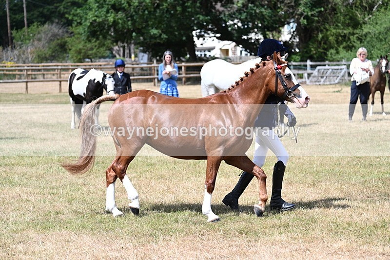 WJ7_1580 - Class 4 Prettiest Mare up to 14.2hh in hand