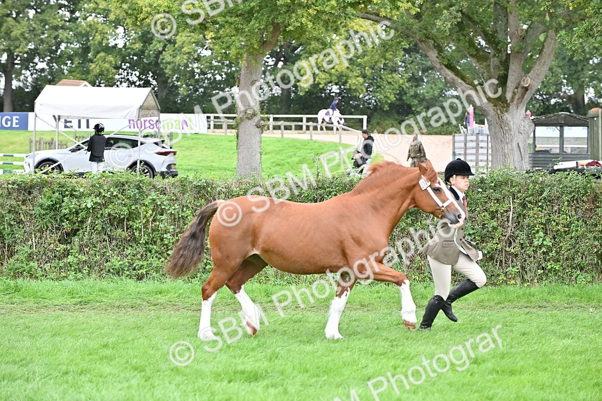 SBM_63297 - S49 - Mountain & Moorland In Hand Large Breeds