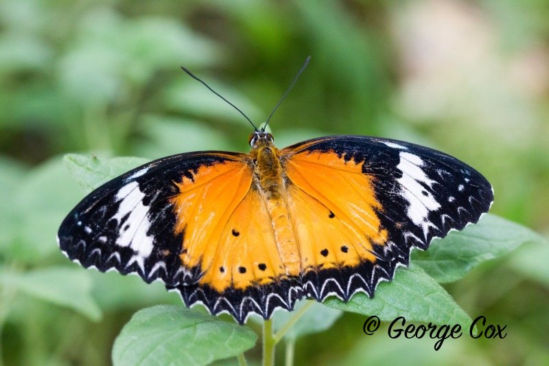 Plain Tiger - Danaus chrysippus