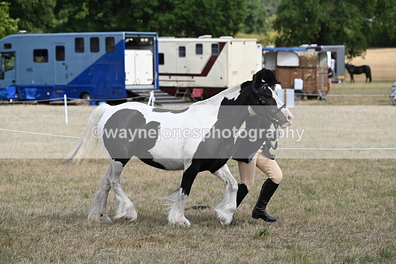 WJ6_6485 - Class 20 In-hand Cob