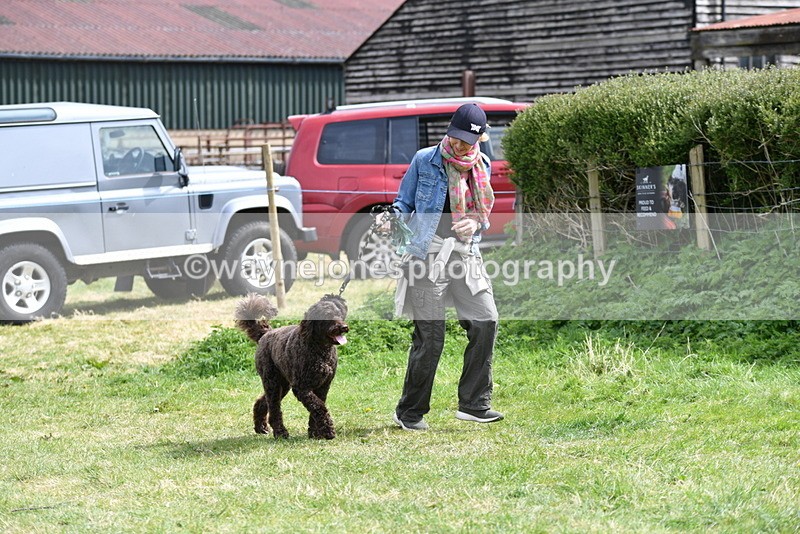 WJ5_9599 - Class 3 Most Handsome Dog