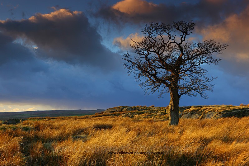 Lone Tree near Bowes Moor.    ref 4497 - The Pennines and Cumbria