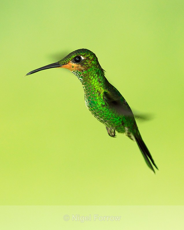 Green-crowned Brilliant (juvenile) hovering at Curi-Cancha - Green-crowned Brilliant