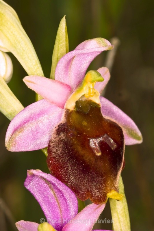 Hornet Ophrys (Ophrys crabronifera also known as Ophrys argolica subsp crabronifera) - Orchids - Ophrys