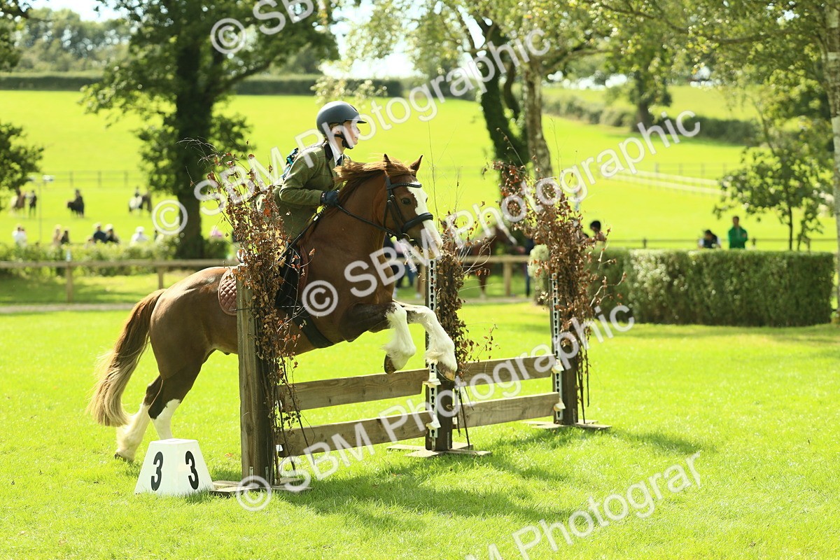 SBM_42837 - S30 - M&M Working hunter Pony