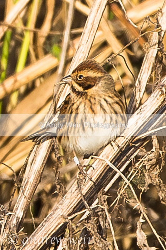 20131130-3K8A8004 - Buntngs