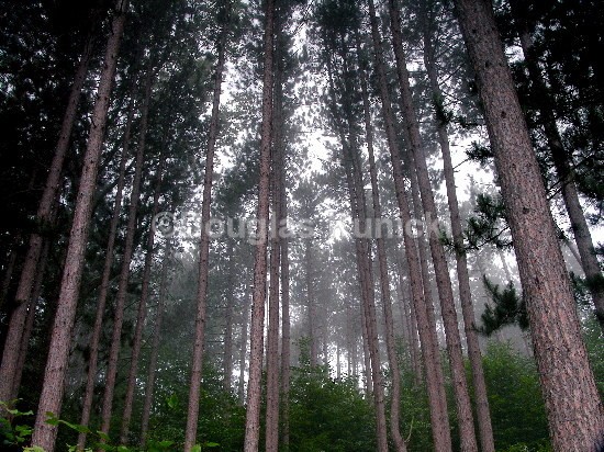 The Pines - Allegheny National Forest
