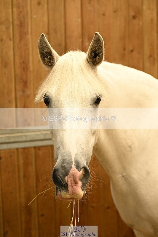 240809A-084828-00017 - Stable Shots